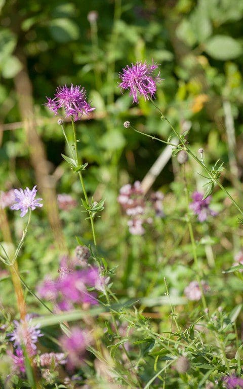 Geater Knapweed (Centaurea scabiosa). Photograph: Huw Morgan