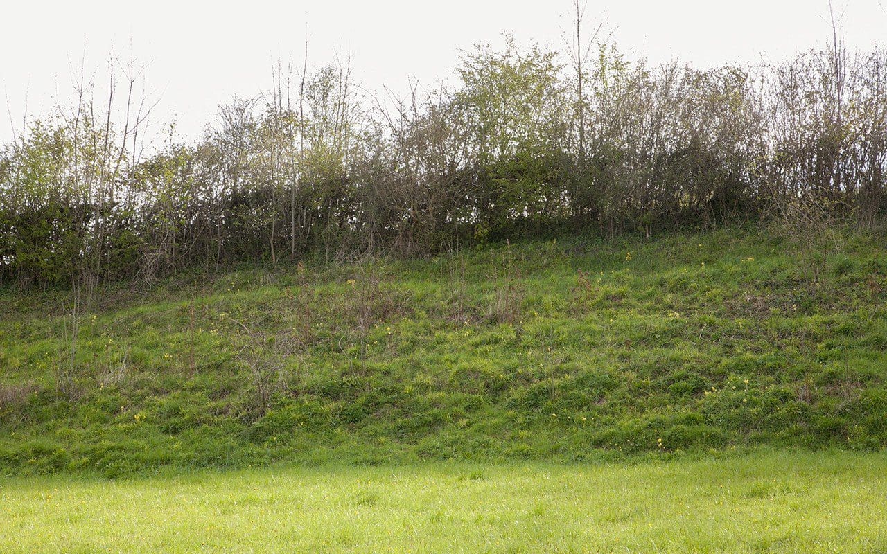 The Tyning bank after strimming in April. Photograph: Huw Morgan