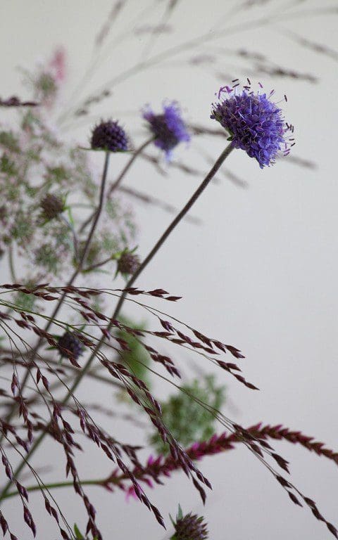Succisa pratensis