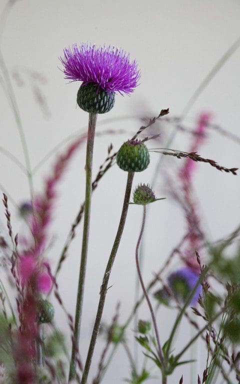 Cirsium canum