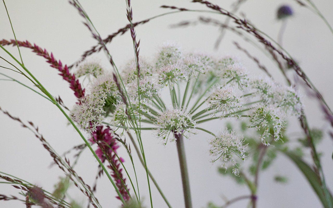 Angelica sylvestris