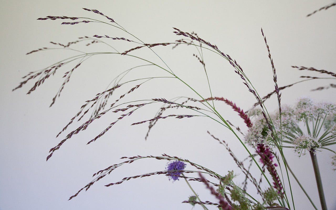 Panicum virgatum 'Rehbraun'
