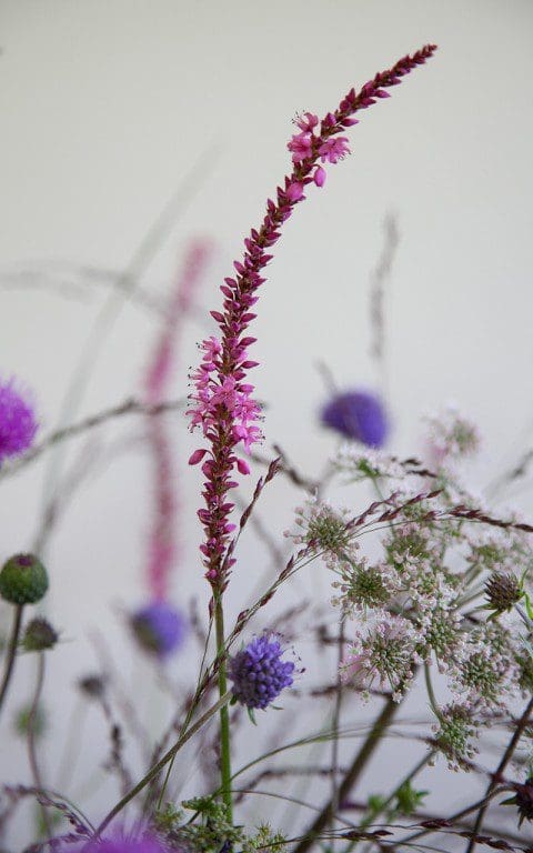 Persicaria amplexicaule 'September Spires'