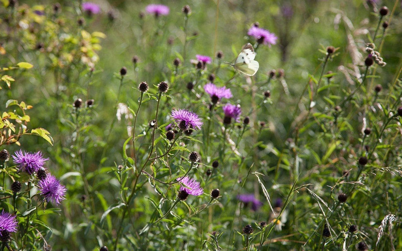 Greater Knapweed (Centaurea  scabies). Photograph: Huw Morgan