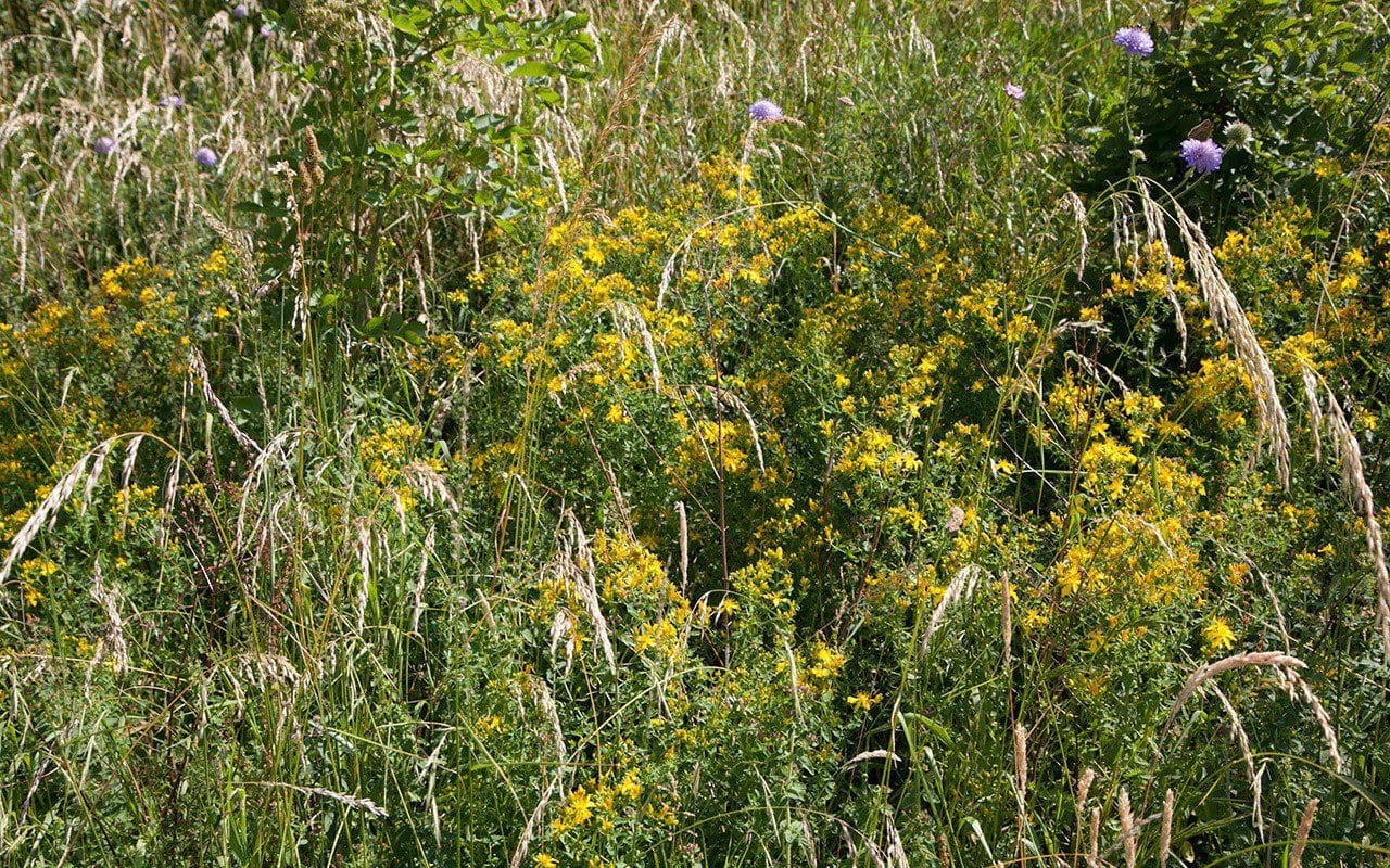 Perforated St. John's Wort (Hypericum perforatum). Photograph: Huw Morgan