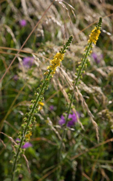 Agrimony (Agrimonia eupatoria). Photograph: Huw Morgan