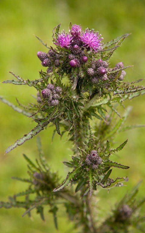 March thistle (Cirsium palustre). Photograph: Huw Morgan