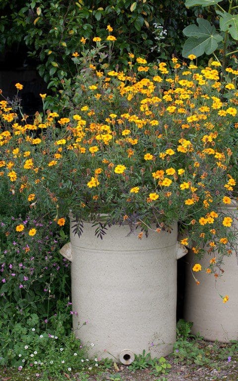 Tagetes patula. Photo: Huw Morgan