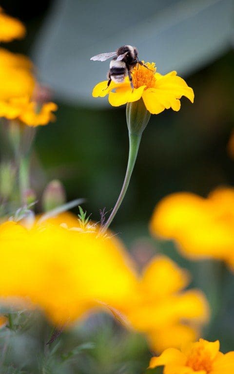 Tagetes patula. Photo: Huw  Morgan