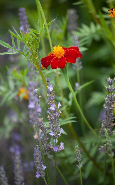 Tagetes 'Cinnabar'. Photo: Huw Morgan