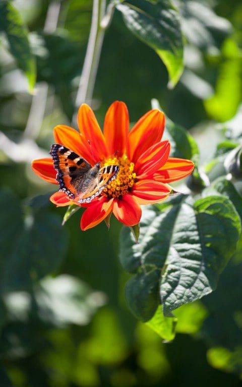 Tithonia rotundifolia. Photo: Huw Morgan