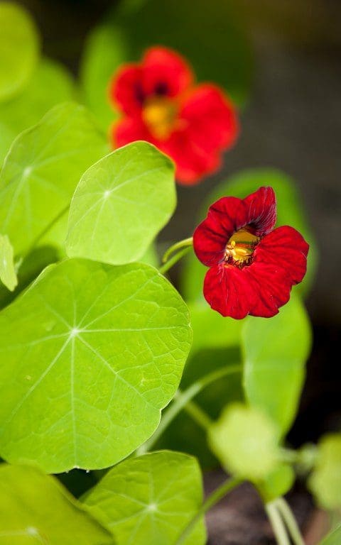 Tropaeolum majus 'Mahogany'. Photo: Huw Morgan