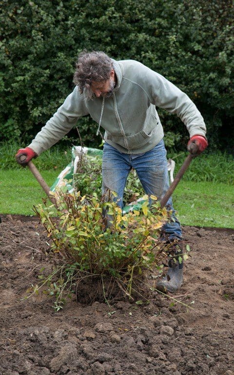 Dan Pearson splitting a sanguisorba using two forks back to back. Photo: Huw Morgan