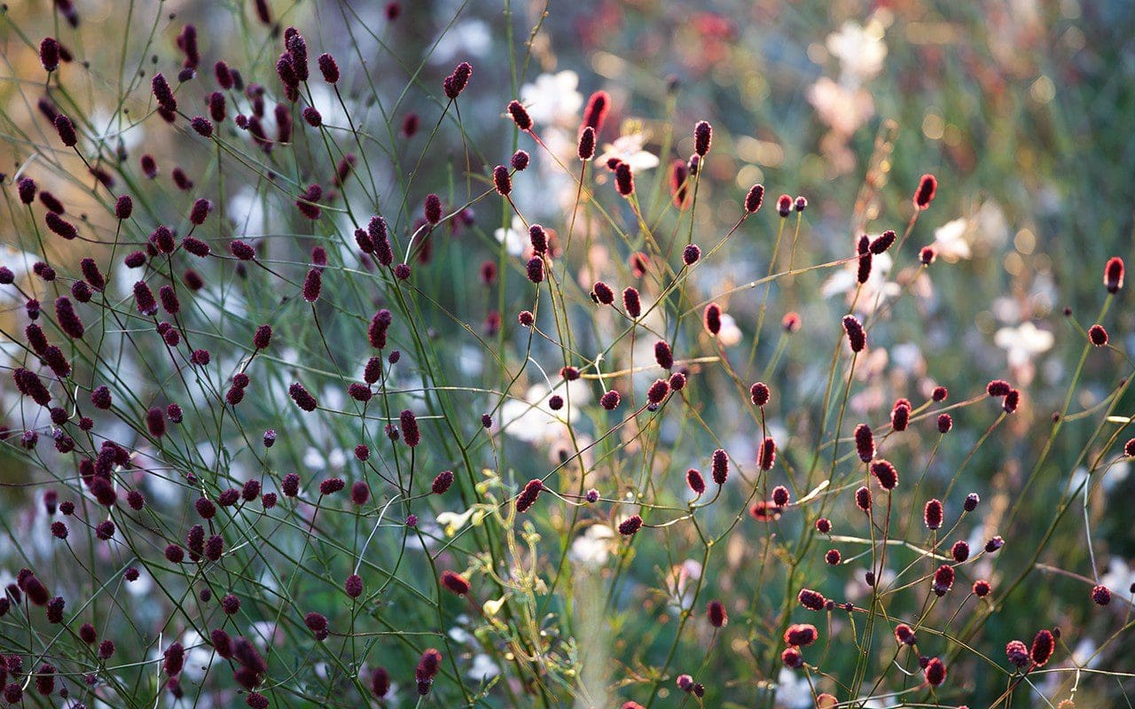 Sanguisorba officinalis 'Red Thunder'. Photo: Huw Morgan