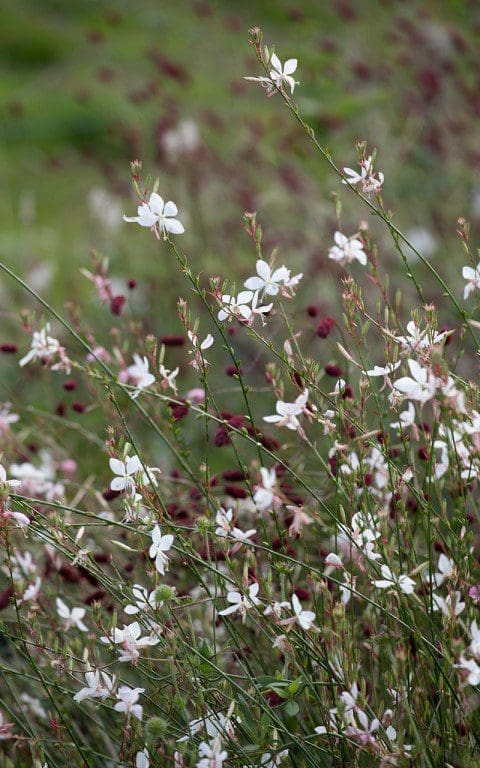 Gaura lindheimerei. Photo: Huw Morgan