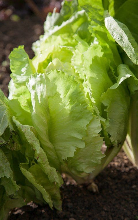 Chicory 'Variegata di Castelfranco'. Photo: Huw Morgan