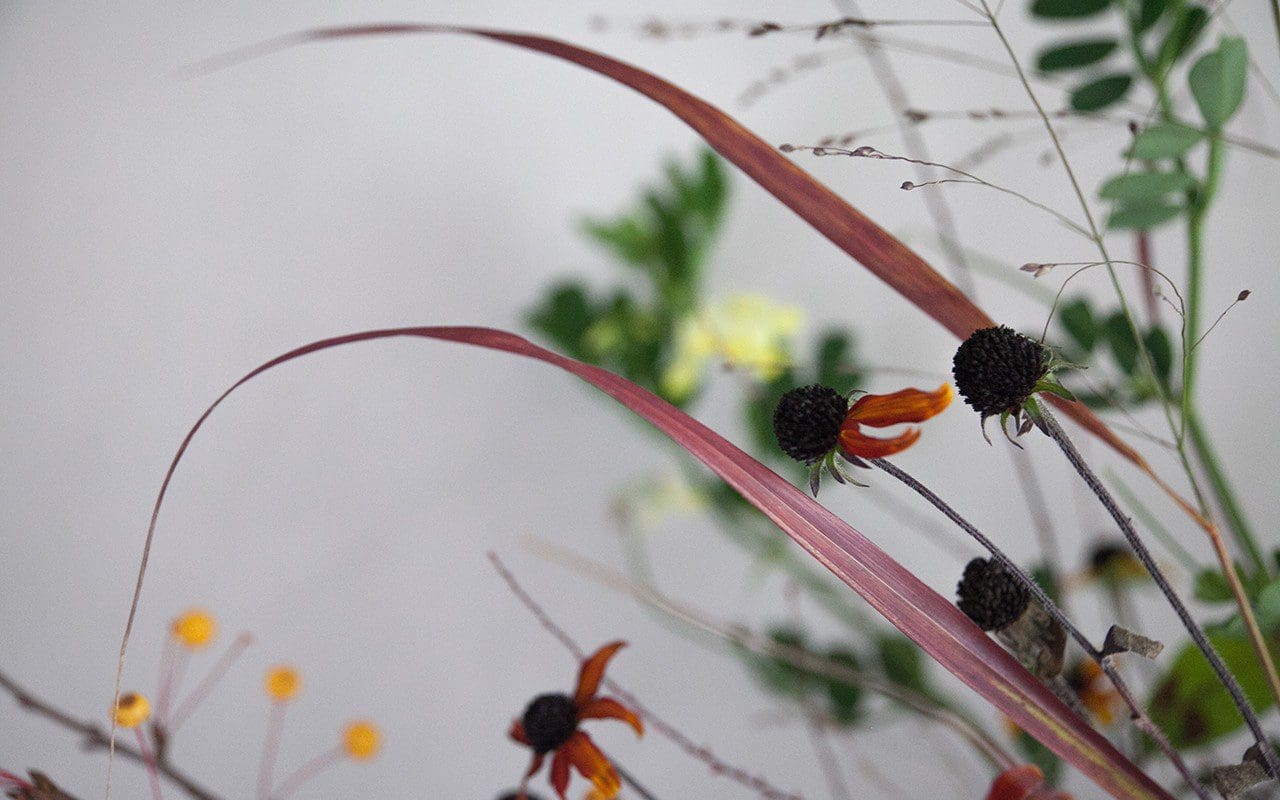 Foliage of Panicum virgatum 'Rehbraun'. Photo: Huw Morgan