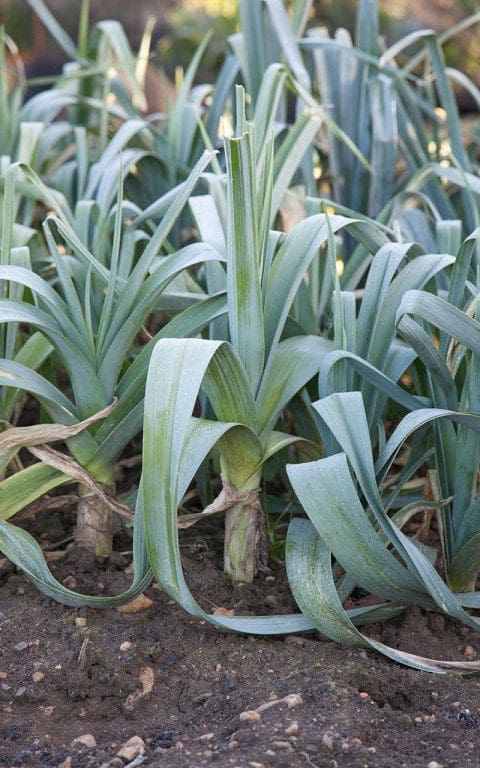 Leek 'Carentan'. Photograph by Huw Morgan