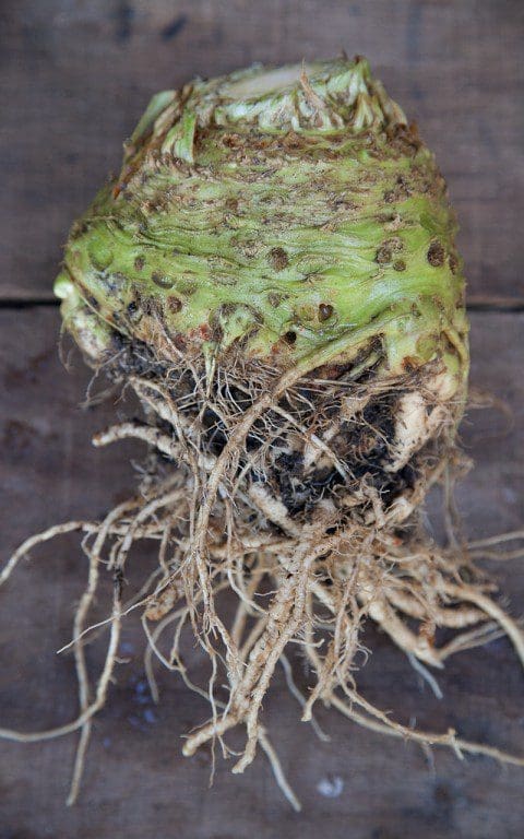 Celeriac 'Prinz'. Photograph by Huw Morgan