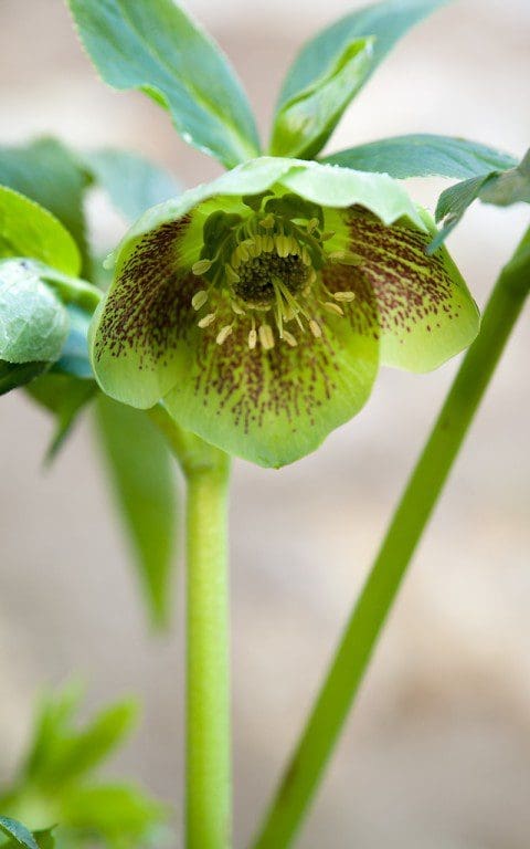 Helleborus hybrids Single Green Blotched. Photo: Huw Morgan
