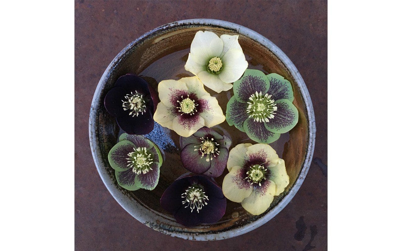 Helleborus x hybridus. Photo: Dan Pearson