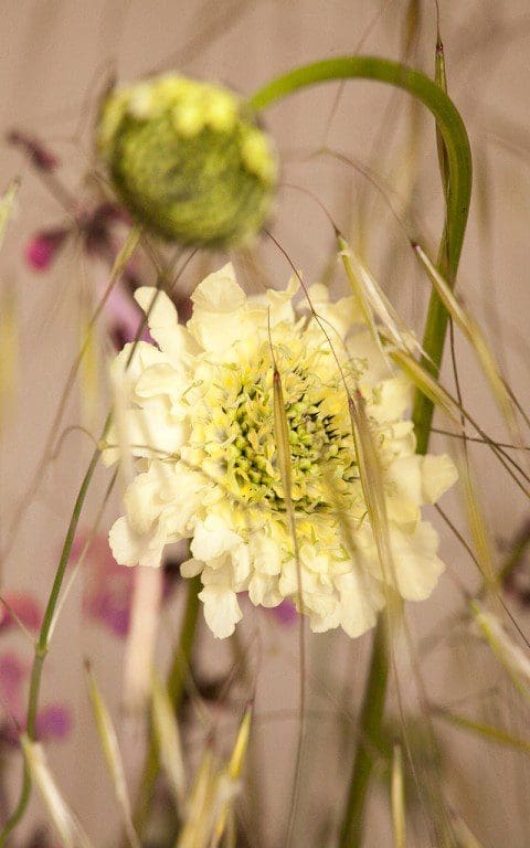 Cephalaria gigantea. Photo: Huw Morgan