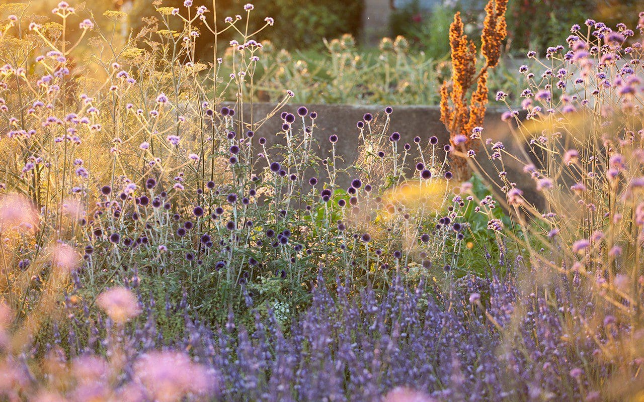 The Herb Garden - Dig Delve – An online magazine about gardens