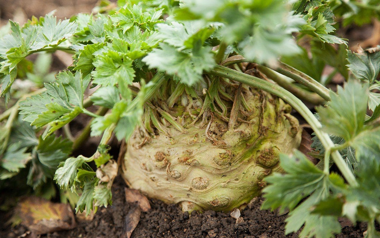 Celeriac 'Prinz'.Photo: Huw Morgan