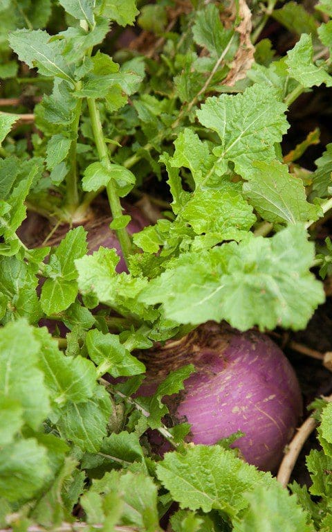 Turnip 'Navet De Nancy A Feuille Entiere'. Photo: Huw Morgan