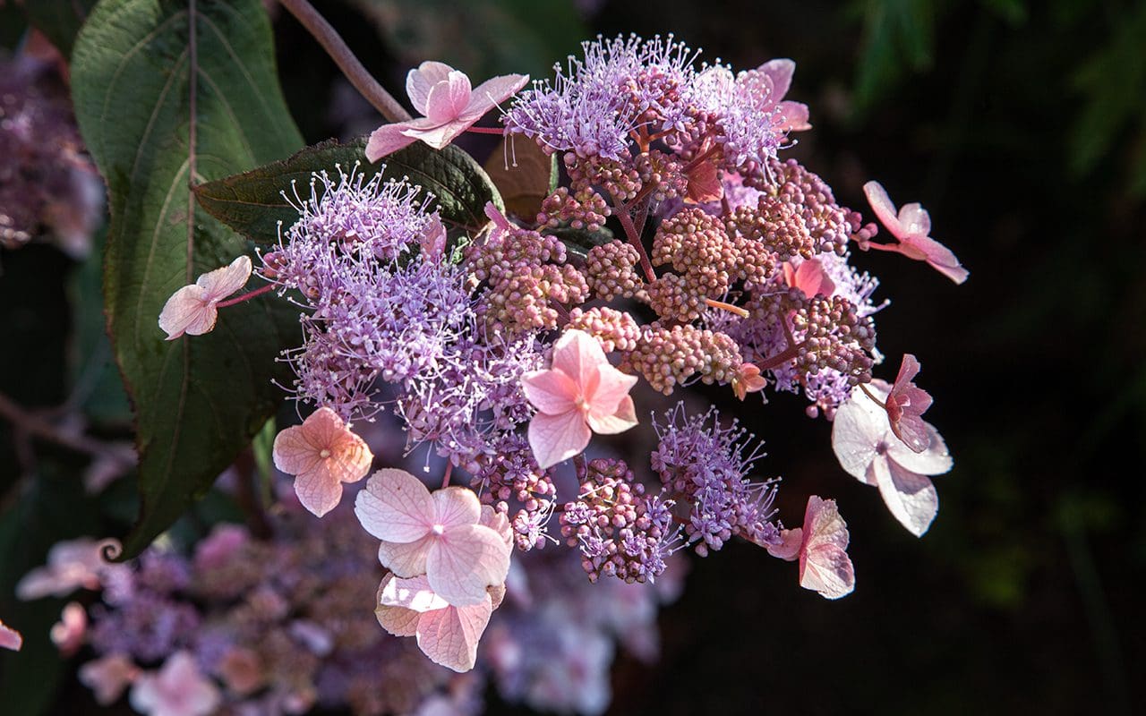 Hydrangea aspera 'Hot Chocolate' - Dig Delve – An online magazine