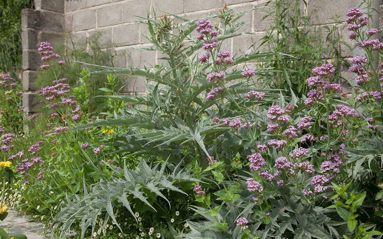 Cynara cardunculus 'Dwarf Form' with Centranthus lecoquii 