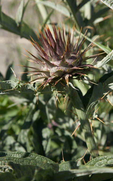 Cynara cardunculus 'Dwarf Form'
