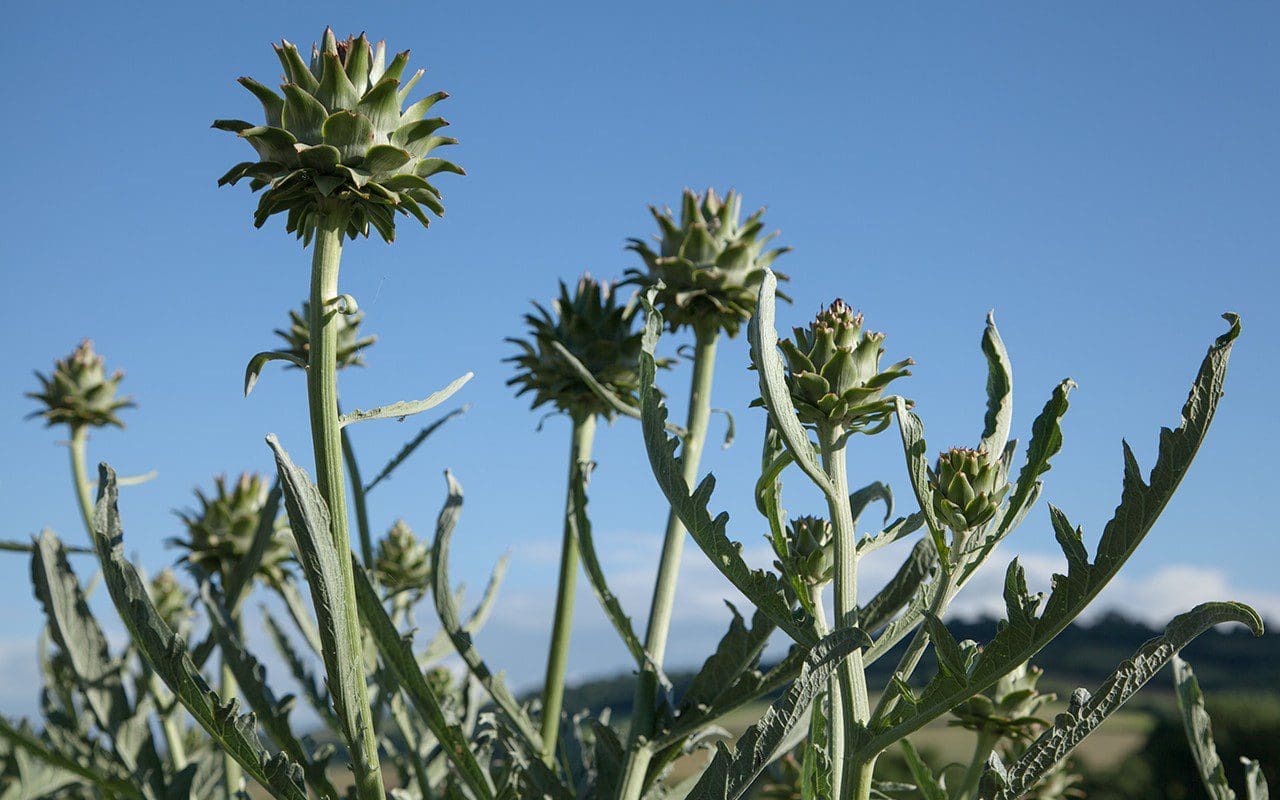 Artichokes - Cynara cardunculus var. scolymus 'Bere'