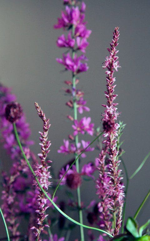 Persicaria amplexicaulis 'Rowden Gem'