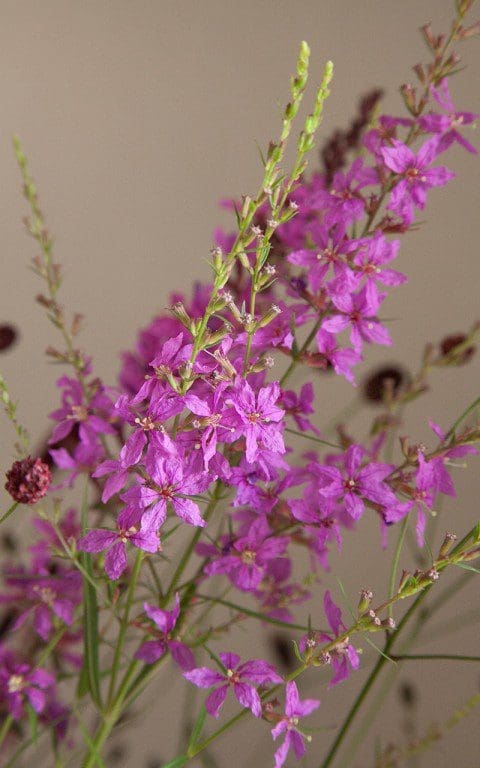 Lythrum salicaria 'Swirl'