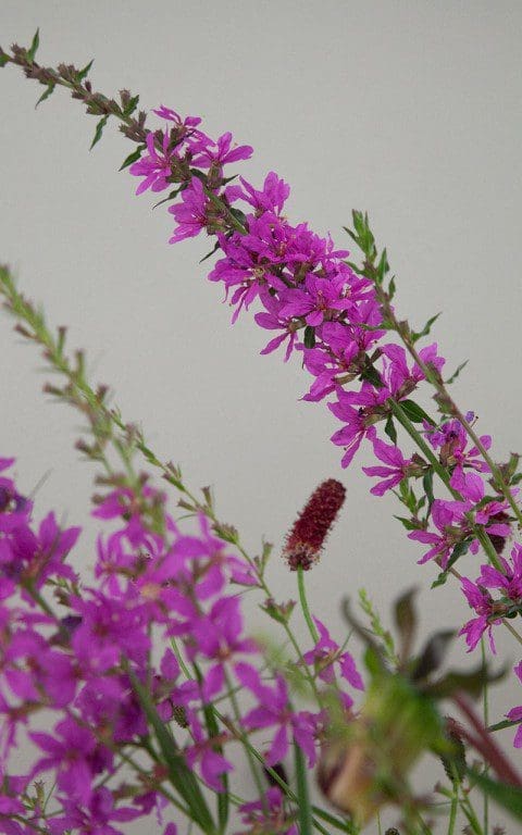 Lythrum virgatum 'Dropmore Purple'