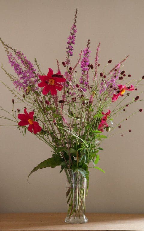 A mixed bunch of Dahlia coccinea 'Dixter',  Persicaria amplexicaule 'Rowden Gem', Sangusiorba officinalis 'Red Thunder', Sanguisorba officinalis 'Morning Select', Lythrum virgatum 'Dropmore Purple' & Lythrum salicaria 'Swirl'
