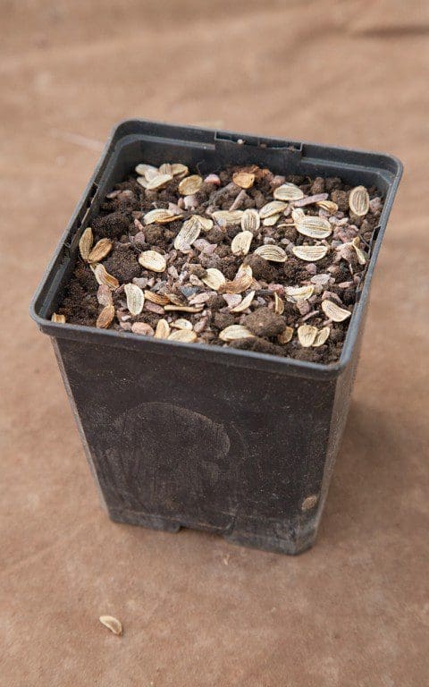 Umbellifer seed must be sown fresh
