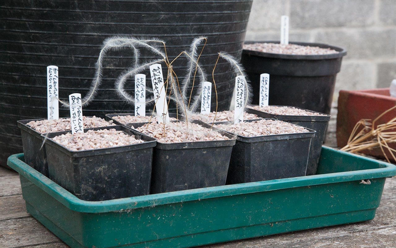Fresh seed sown for autumn germination