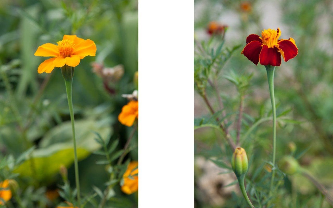 Tagetes patula (left) & Tagetes 'Cinnabar' (right) 
