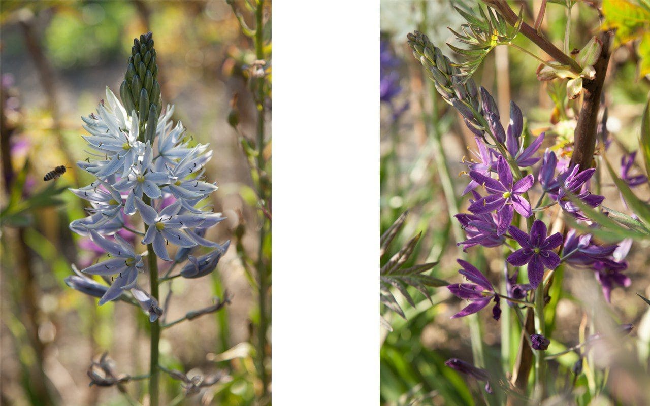 Camassia 'Avon's Stellar Hybrids'