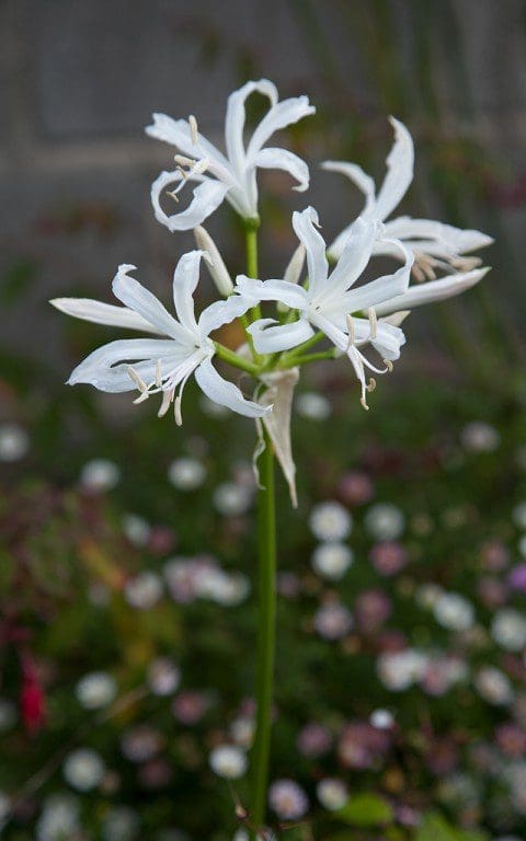Nerine bowdenii 'Blanca Perla'