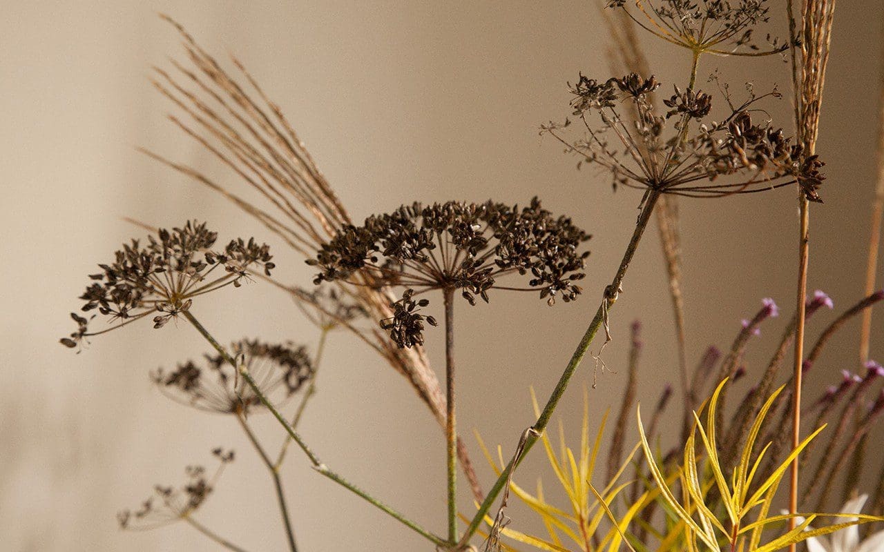 Foeniculum vulgare 'Purpureum', Miscanthus sinensis 'Dronning Ingrid' and Amsonia hubrichtii