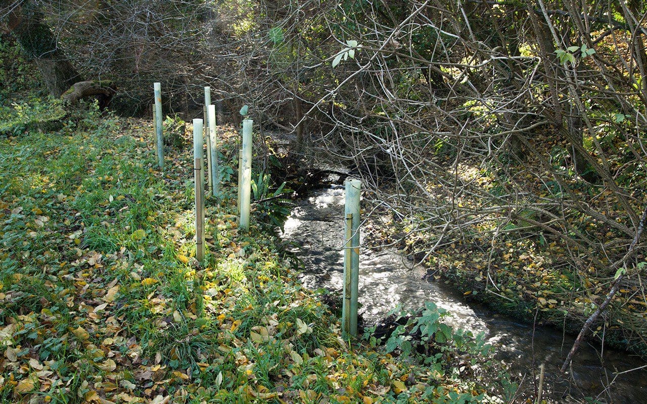 Alder whips protected from deer with cylindrical tree guards