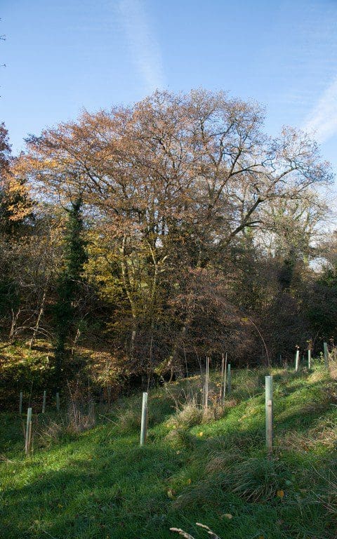 Mature hornbeam with hornbeam whips protected by tree guards