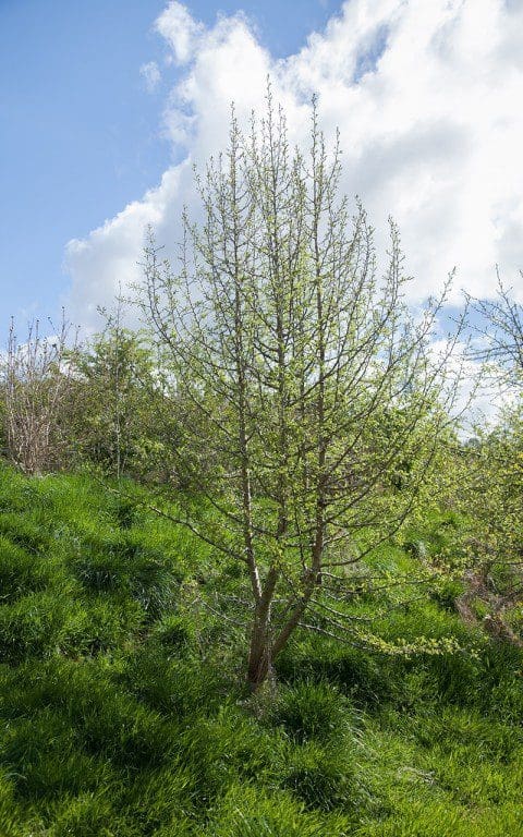 Pyrus pyraster