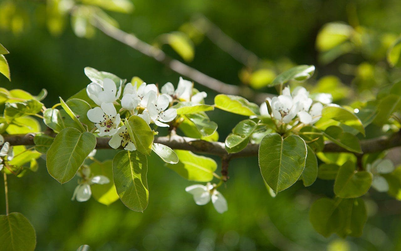 Wild Pear - Pyrus pyraster