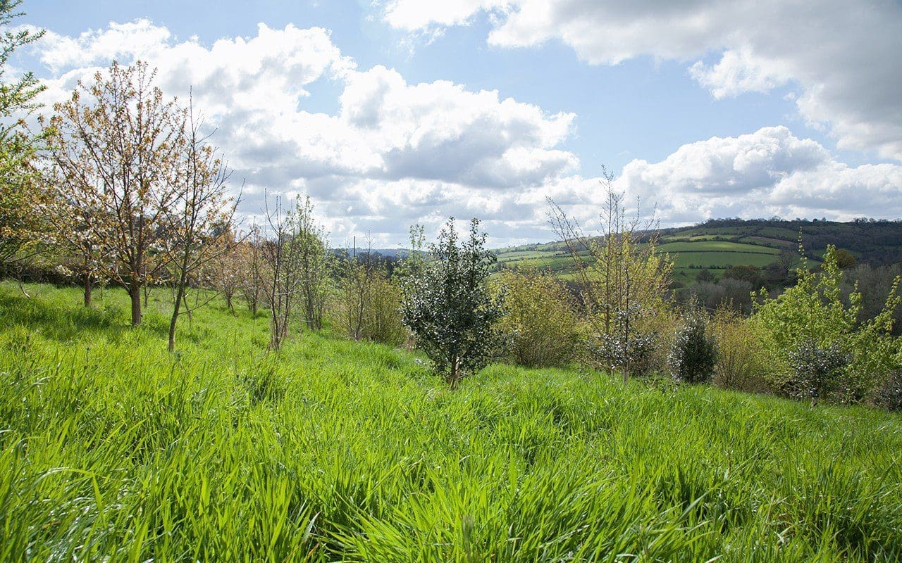 Dan Pearson's Blossom Wood in 2016