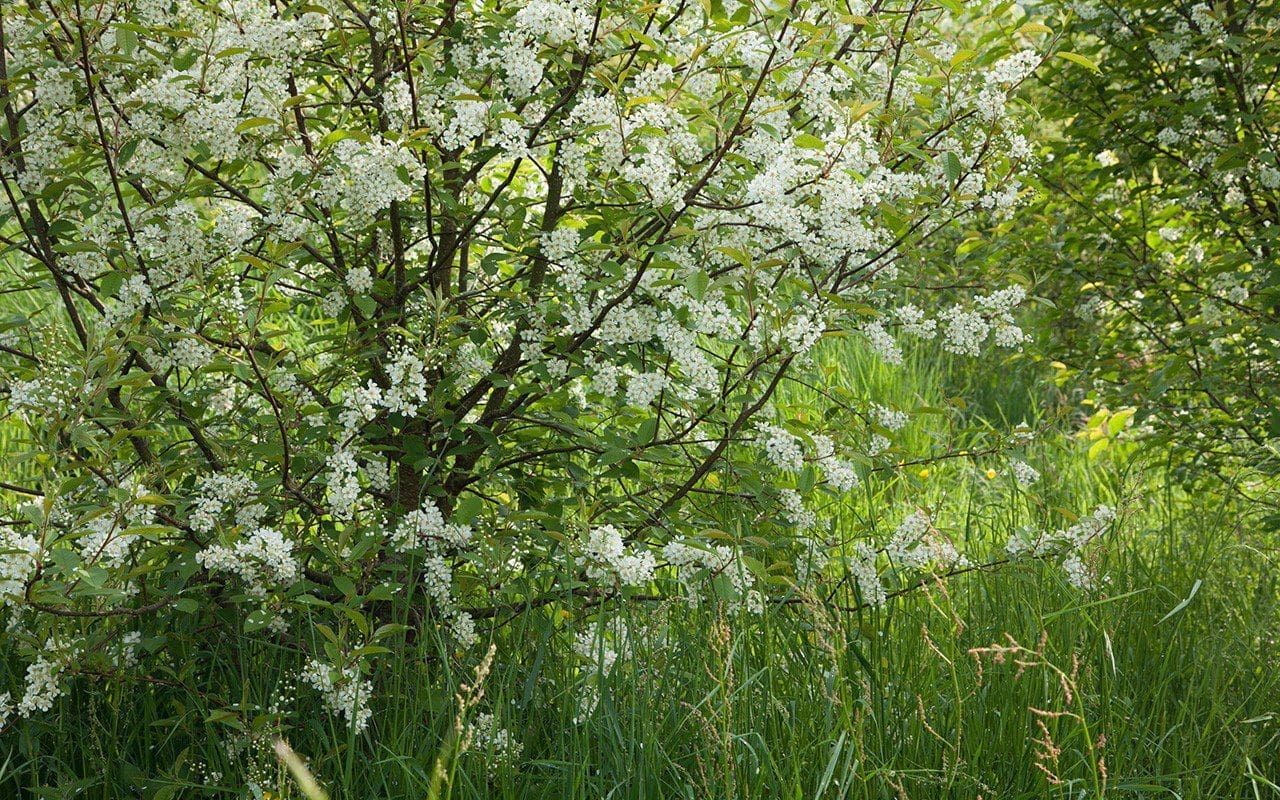 Bird Cherry - Prunus padus