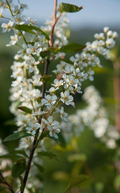 Bird Cherry - Prunus padus